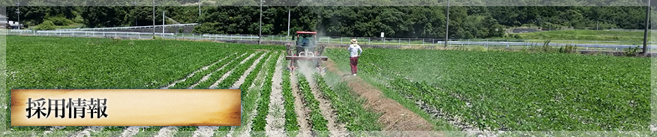 採用情報